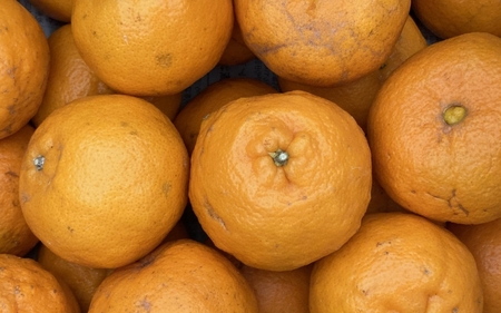 訳あり 和歌山県産ポンカン（サイズおまかせ）約7.5kg 【2026年1月下旬から順次発送予定 】※北海道・沖縄・離島配送不可【eiw022】