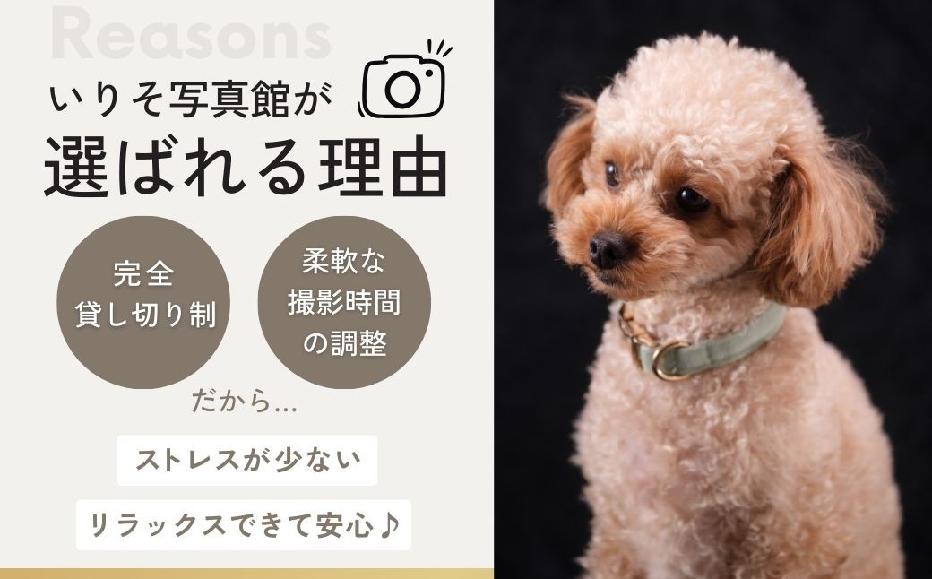ペット撮影 プレミアムフォト撮影チケット | ペット撮影 ペット ペットフォト ペット写真 ペット撮影 ペット ペットフォト