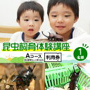 【ふるさと納税】【幼児～小学生対象】昆虫飼育体験講座Aコース（昆虫・飼育セット各自お持ち込み＜体験：7月～9月の各日曜日＞）ご利用券（1名様）　【 体験チケット 生き物 子供 キッズ 】　お届け：2024年5月下旬～2024年6月下旬まで