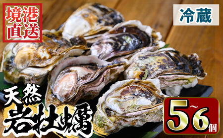 ＜土日祝着＞＜先行予約受付中！6月中旬～7月上旬頃順次配送＞今が旬！天然岩牡蠣(5～6個)国産 地魚 魚介 海鮮 かき 牡蠣 水 ミネラル 海の幸 冷蔵【sm-AA012-B】【いたくら】