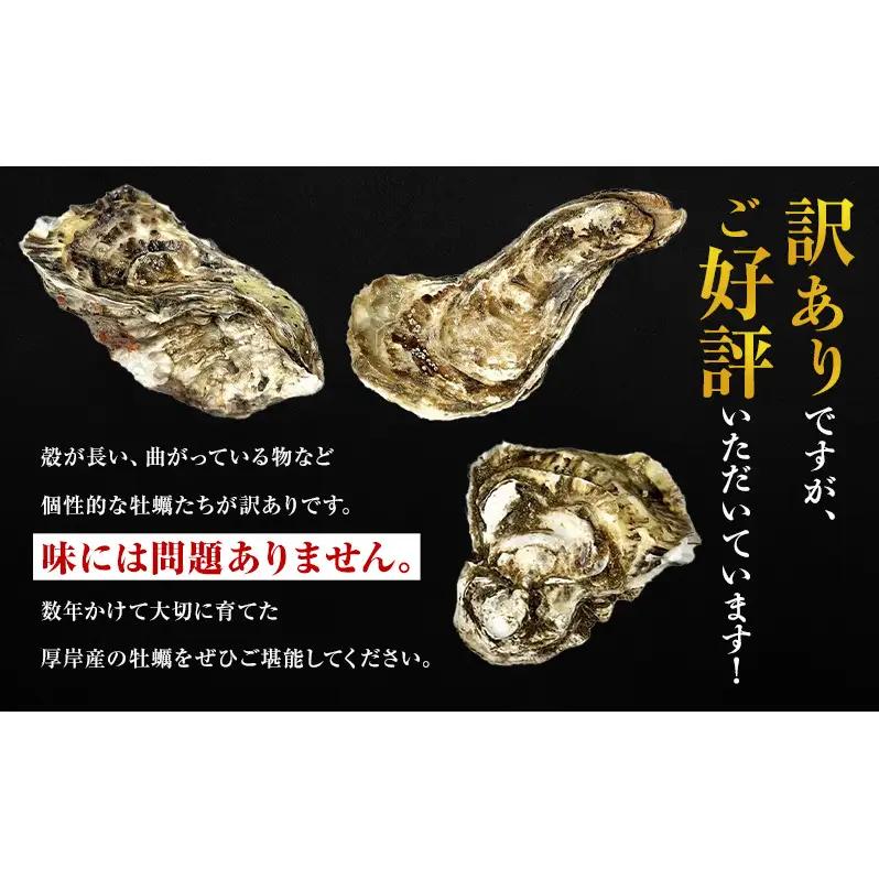 3月配送 訳あり 牡蠣 北海道厚岸産 殻付カキ 約4kg (25から50個) カキナイフ付 生食 生牡蠣 貝付き牡蠣 貝 海鮮 魚介類 殻付き牡蠣 マルえもん