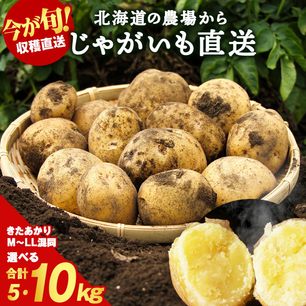 【ふるさと納税】じゃがいも きたあかり 選べる5kg・10kg 北海道 別名「栗じゃが」甘くておいしい ジャガイモ 芋 いも 秋野菜 季節の野菜 直送農場 北海道産 サイズ混同 野菜