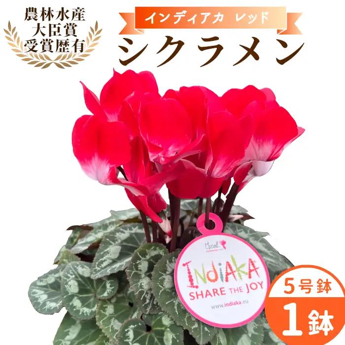 《予約品》シクラメン インディカ 色：レッド 農林水産大臣賞受賞歴あり 愛知県産 シクラメン ５号鉢  花  プレゼント 贈り物 鉢花 鉢 ガーデン ガーデニング 愛知県産 クリスマス  -273