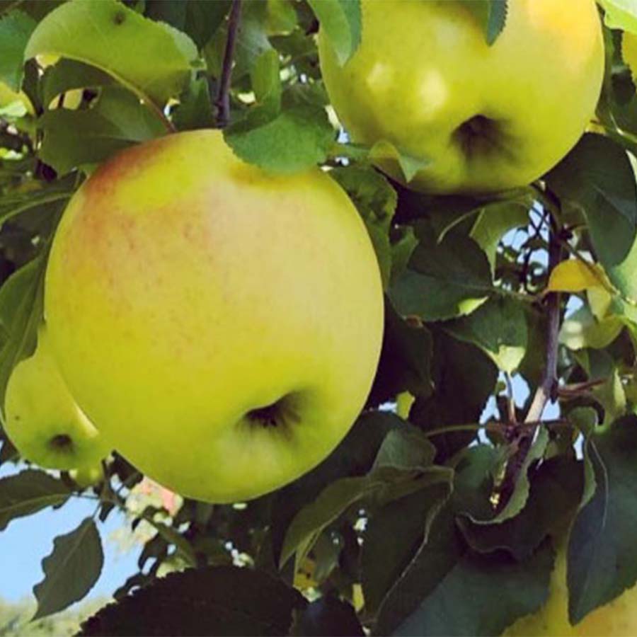 飛騨産りんご 高冷地栽培「名月」特秀品4.5kg 糖度が高く、酸味が少ないのでとても甘みを感じるりんご