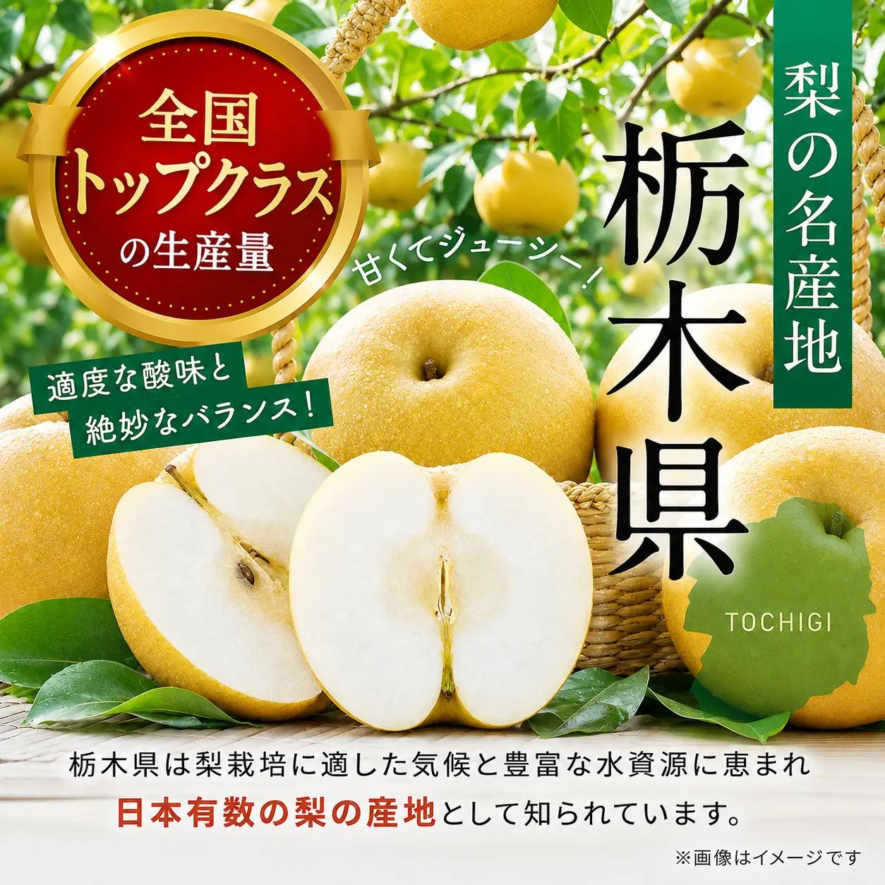 【2026年先行予約】秀品 新高 約3kg 梨 栃木県共通返礼品(栃木県産)