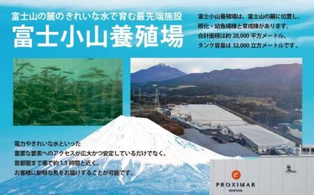 訳あり サーモン 約1kg 国産サーモン 訳あり