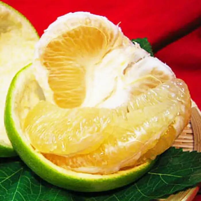 【先行予約】 南国土佐の女王柑橘 水晶文旦 約3kg 7玉入り〈2026年9月中旬〜2026年12月中旬頃発送〉/ ぶんたん 文旦 3kg 3キロ フルーツ 高知 名物 果物 柑橘  【フルーツショッ