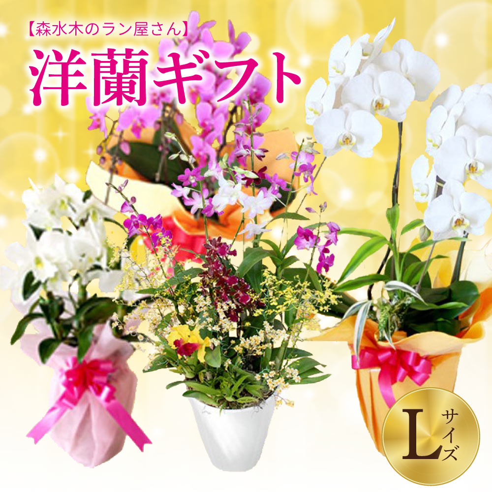 【ふるさと納税】 洋蘭 ギフトL 鉢花 高さ60〜80cm 森水木のラン屋さん プロが選んでお届け 胡蝶蘭 フラワーギフト お祝い 誕生日 鉢植え 花 贈り物 ギフト 蘭 ラン 九州 熊本県 送料無料