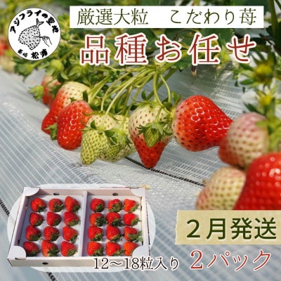 【2026年2月発送】厳選大粒　こだわり苺 品種お任せ 12～18粒×2パック【配送不可地域：離島】【1470651】