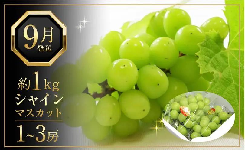【定期便全2回】旬のフルーツ定期便 (ニューピオーネ シャインマスカット)【葡萄 ぶどう 旬 人気 フルーツ 果物 くだもの 香川県】