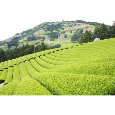 掛川東山茶「ききょう」茶葉　5g×50袋【配送不可地域：離島・沖縄県】【1718471】