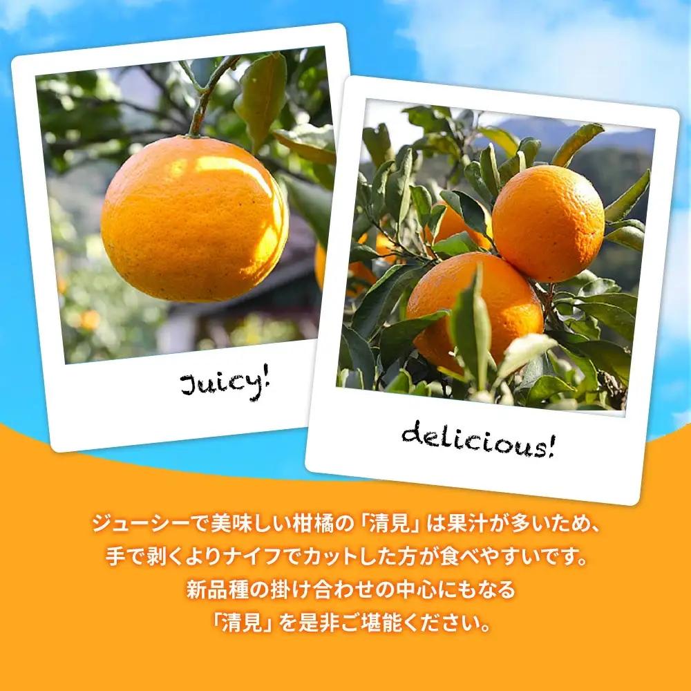 【先行予約】大村農園 みかん 清見 5kg | みかん 津久見市