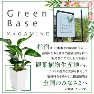【観葉植物】季節おすすめ3種セット4号鉢×3 Green Base IB003-010 観葉植物 ※北海道・沖縄・離島配送不可