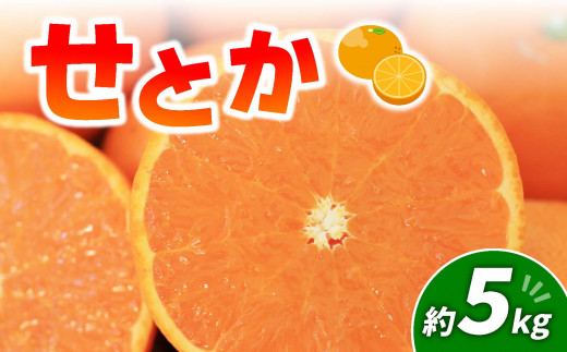 【2027年2月頃から順次発送】 せとか 5kg | みかん 愛媛 松山 フルーツ 果物 くだもの 数量限定 期間限定 送料無料 柑橘 みかん フルーツ 果物