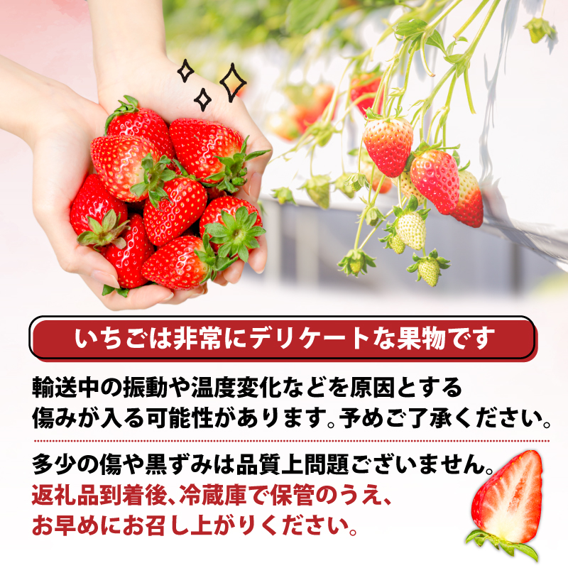 いちご 古都華 500g 250g×2パック Lサイズ以上 250g 2027年 1月発送 小分け パック フルーツ 果物 スイーツ 甘い いちご 苺 イチゴ お取り寄せ 大粒 朝採り フルーツ 果物 国産 冷蔵配送 送料無料 高級 家庭用 ケーキ お菓子 使用 500g 6000円 奈良県 奈良市