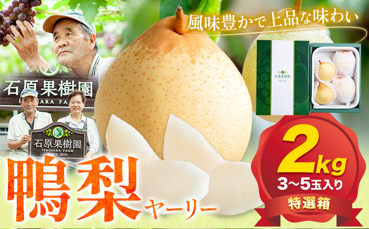 
            【先行予約】梨 なし 鴨梨 ヤーリー 贈答箱 2kg (3～5玉入り) 石原果樹園 《2025年11月下旬-2026年1月上旬頃より発送予定》岡山県 浅口市 果物 フルーツ お取り寄せ お取り寄せフルーツ 送料無料
          
