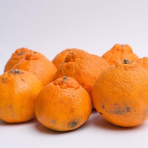 ＜4月より発送＞家庭用 不知火4kg+120g（傷み補償分）【デコポンと同品種・人気の春みかん】【光センサー食頃出荷】【わけあり・訳あり】【IKE52】