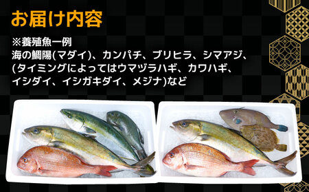 鮮魚 セット 神経締め 宇和海産 2種 こもこもShop 鮮魚詰合せ 神経〆 まるごと タイ カンパチ ブリヒラ シマアジ 養殖 刺身 お刺身 お刺し身 刺し身 人気 鯛 鯛めし 塩焼き 煮付け 焼き