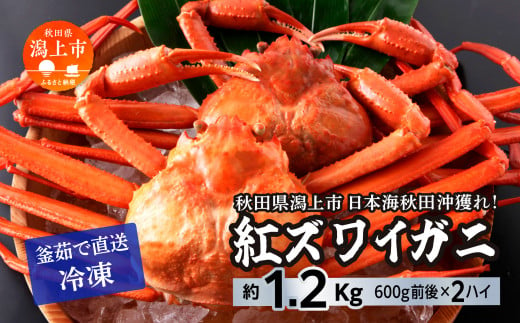 日本海沖産 紅ズワイガニ600g前後×2匹 約1.2kg/冷凍