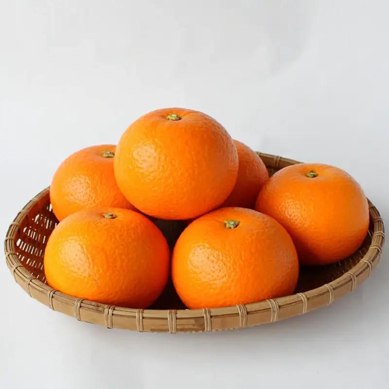 【先行予約】紅八朔【秀品】5kg ※2027年2月中旬～3月中旬頃に順次発送予定【期間限定・数量限定】 / はっさく ハッサク 柑橘 季節限定 お取り寄せ 産地直送 贈答品 ギフト 果物 フルーツ 田