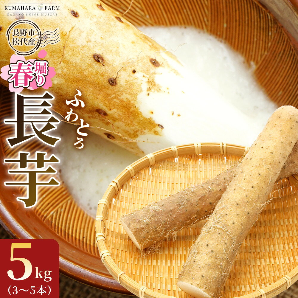 【ふるさと納税】熊原果樹園　長芋（春堀り）5kg | 長いも 春堀り シャキシャキ 食感 粘り 松代産 特産品 人気 おすすめ 野菜 根菜 とろろ 贈答 ギフト プレゼント 送料無料 長野県 長野市 信州 信濃 ふるさと納税