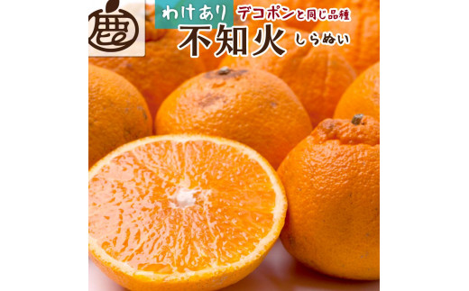 【 家庭用 】  不知火 約2.5kg+75g（傷み補償分）【わけあり・訳あり】【人気の春みかん】【2025年2月初旬～2025年3月末日頃 順次発送予定】【IKE51】