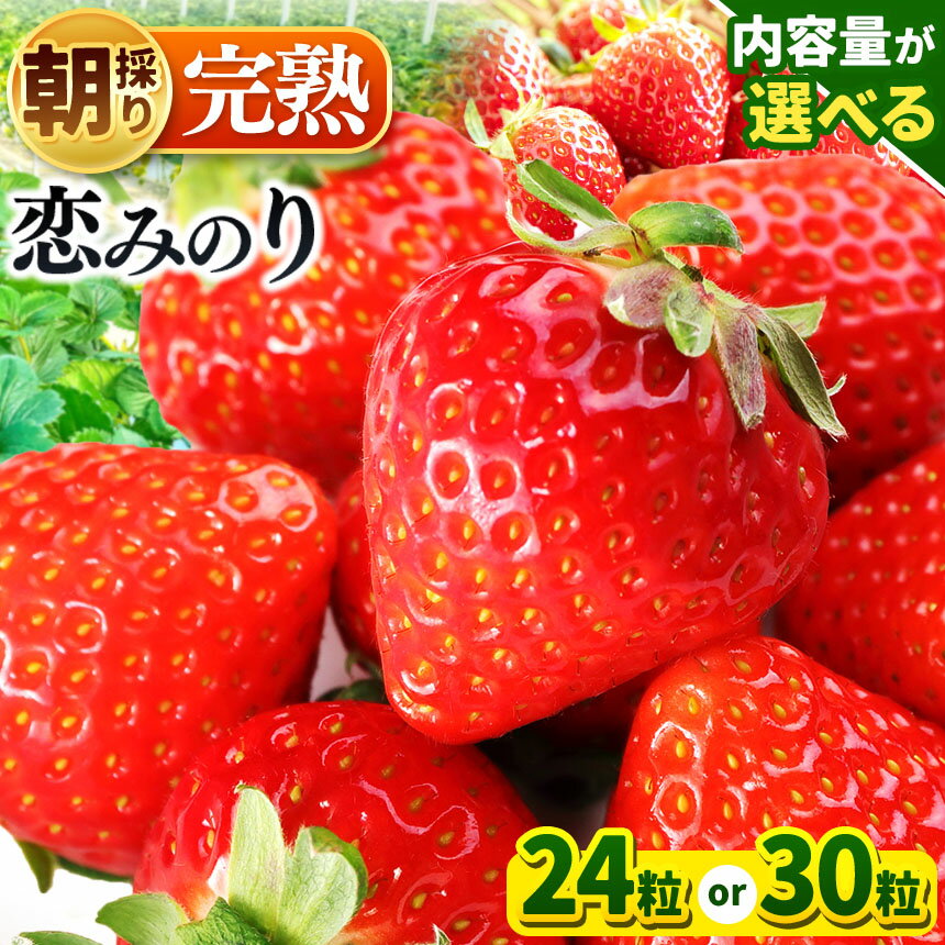 【ふるさと納税】【 順次発送 】いちご 恋みのり 大粒 24 粒 or 中粒 30 粒 | 果物 くだもの フルーツ いちご イチゴ 苺 選べる 品種 選べる 大きさ 数 送料無料 渡邉いちご園 君津市 きみつ 千葉県