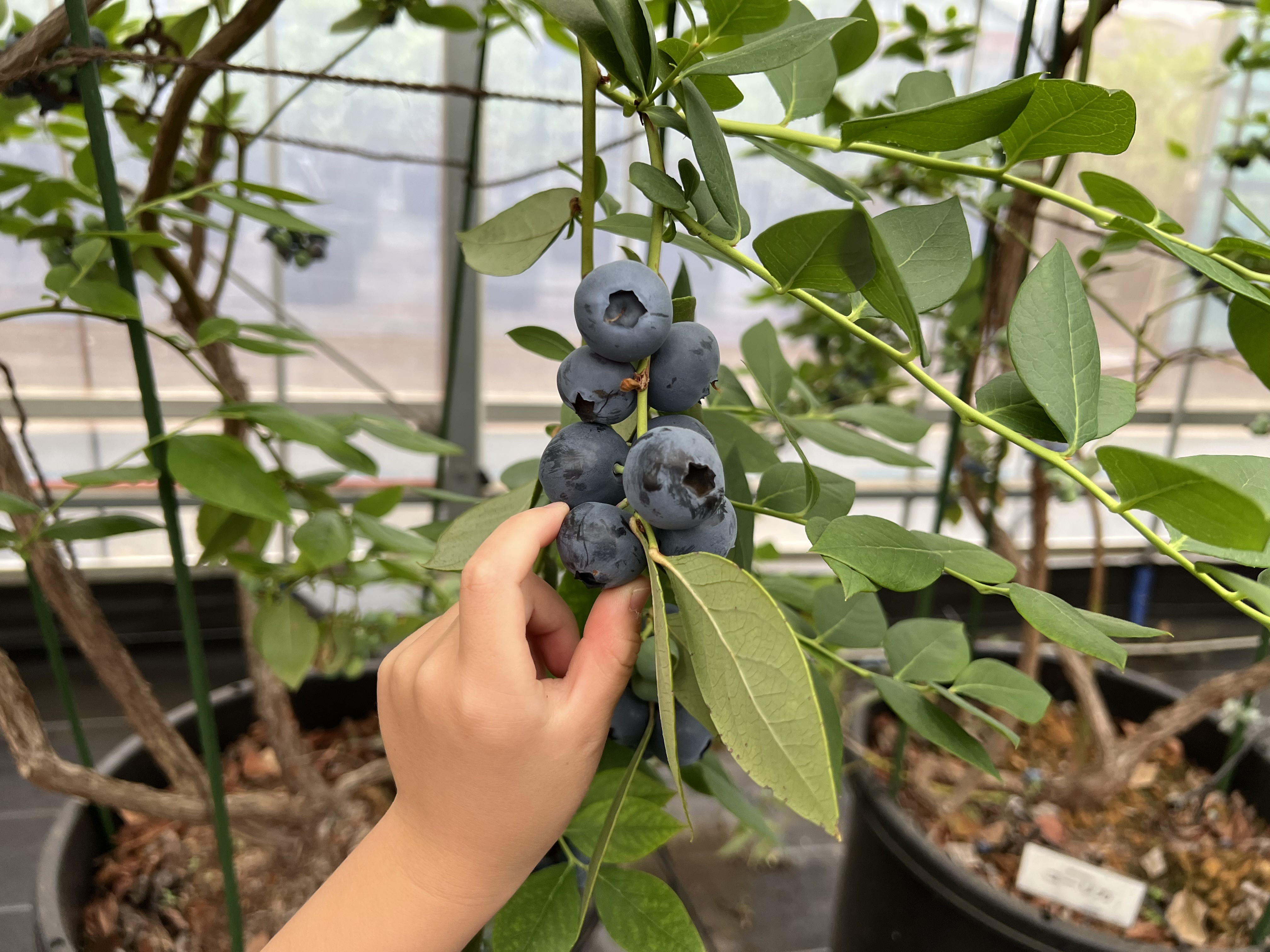 園主の爺ヤンが丹精込めて育てているブルーベリーです。