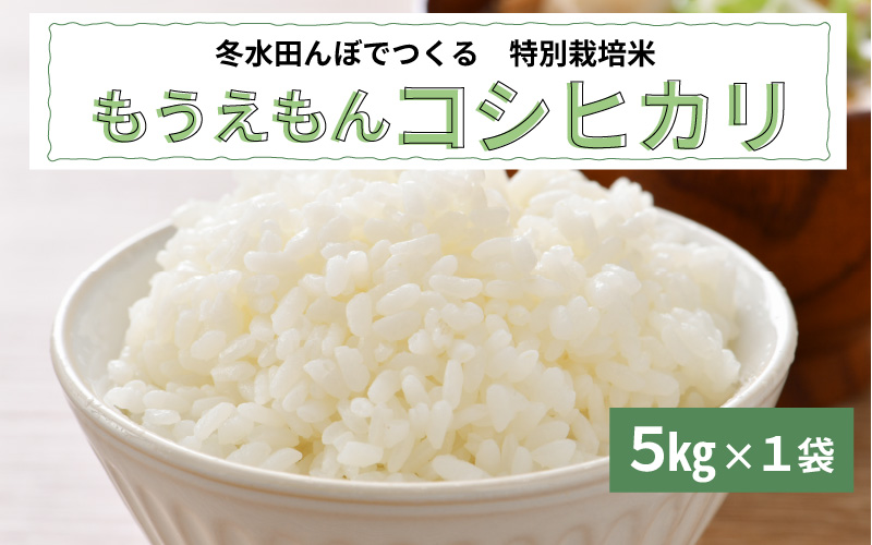 【令和7年産先行予約受付】【2025年10月より順次発送】冬水田んぼ米コシヒカリ（5kg × 1袋）真空パック