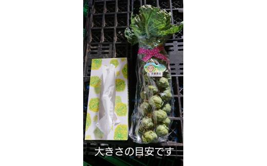 【大好評(^^♪】おうち　de 収穫体験　株ごと芽キャベツ“『from 名水の里 秦野』006-26-1