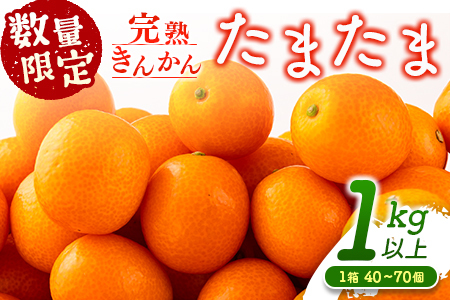 先行予約 完熟きんかん たまたま 計1kg以上 (1kg×1箱) 希少 期間限定 数量限定 フルーツ 果物 くだもの 柑橘 金柑 国産 食品 大粒 宮崎ブランド おすすめ デザート おやつ ギフト 贈り物 贈答 お返し お祝い おすそ分け 産地直送 日南市 送料無料_A91-24