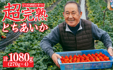 いちご【1月中旬以降発送】朝採れとちあいか レギュラーサイズ 約270g × 4パック 計1080g |イチゴ いちご