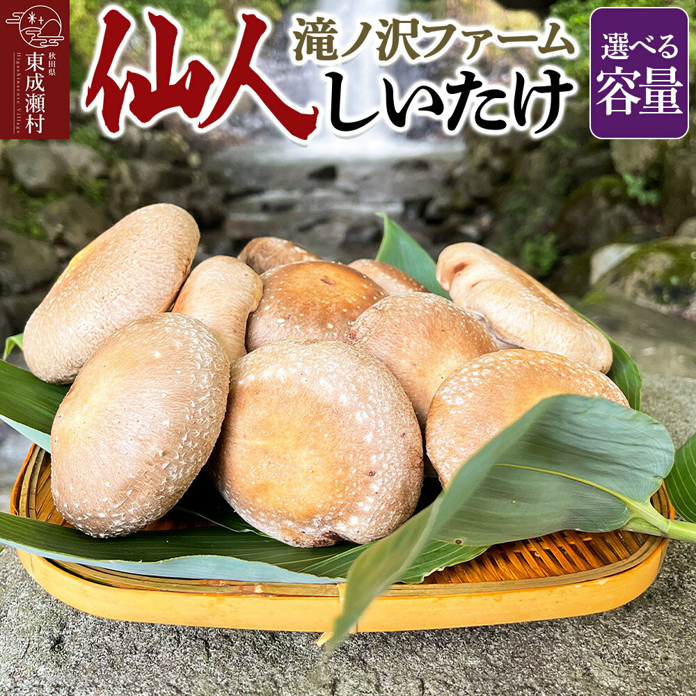 【ふるさと納税】椎茸 仙人しいたけ 【選べる容量】 滝ノ沢ファーム 菌床 シイタケ きのこ 食べ応え 肉厚 茸 秋田県 国産 大ぶり 高品質