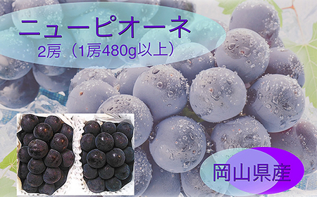 岡山県産 ぶどう定期便 全3回