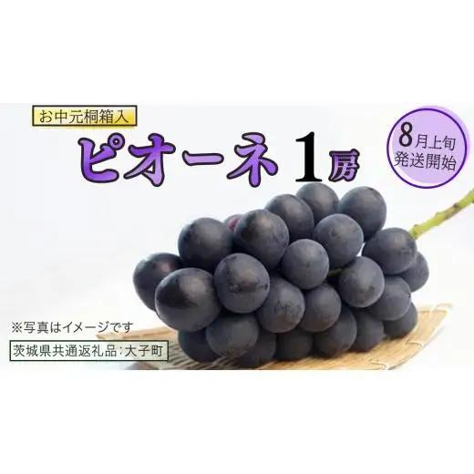 【 お中元 桐箱入り】 ピオーネ １房 【2026年8月上旬発送開始】(茨城県共通返礼品：大子町) 