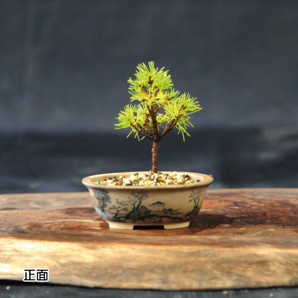 
            赤石の泉 赤石五葉松（鉢植え） F-139
          