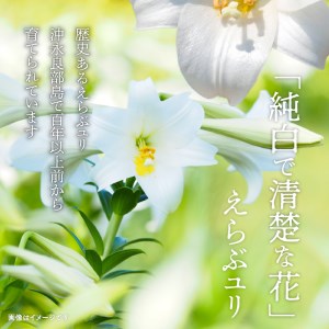 沖永良部島 で大切に育てられた えらぶユリ ・ グラジオラス 切り花 （中） セット W008-011u 花 お花 装花 ユリ ゆり 百合 えらぶ百合 ジオグラス セット 生花 きれい 福山花店 ふる