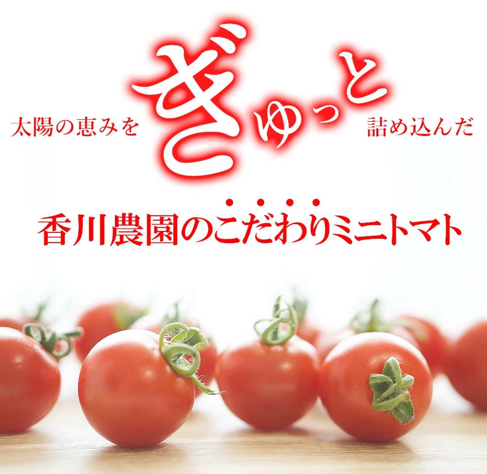 【ふるさと納税】ミニトマト 1.5kg~3kg 選べる 香川農園 三豊市産トマト プチトマト 訳あり ぎゅっと詰まった太陽のエネルギー 新鮮そのまま 健康と美味しさの両立 一口で感じるフレッシュ 一日