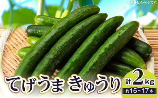 てげうま きゅうり 2㎏_M334-002
