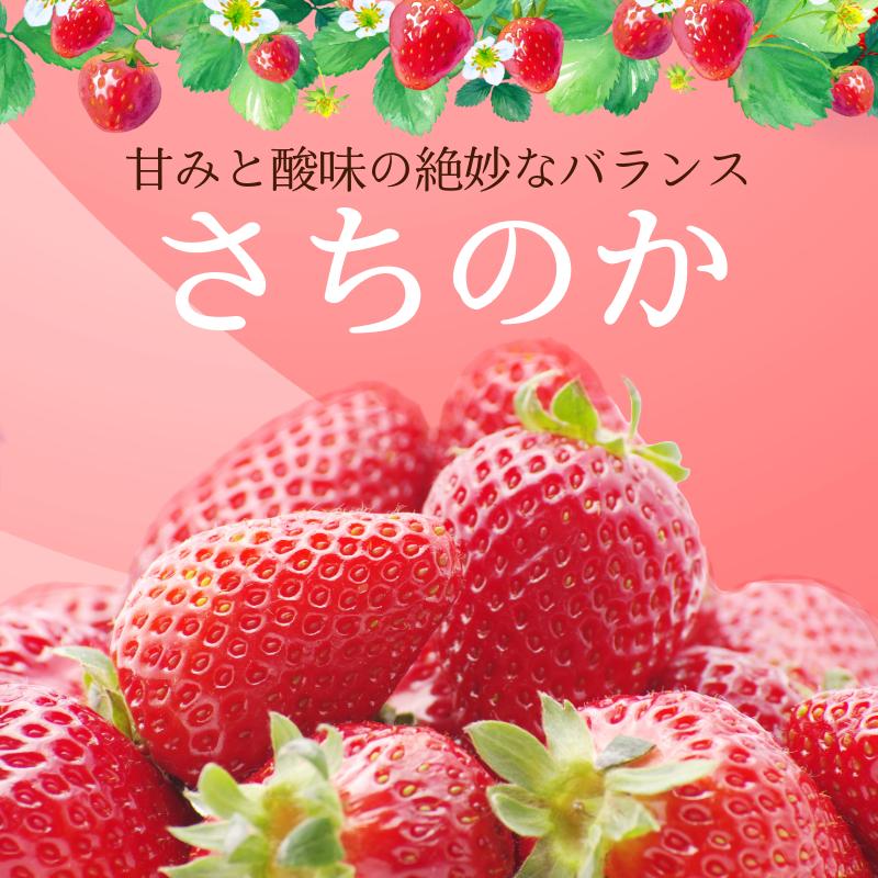いちご 500g さちのか 苺 イチゴ ストロベリー 数量限定 徳島県産 ichigo strawberry itigo 2月上旬より順次出荷 徳島県 