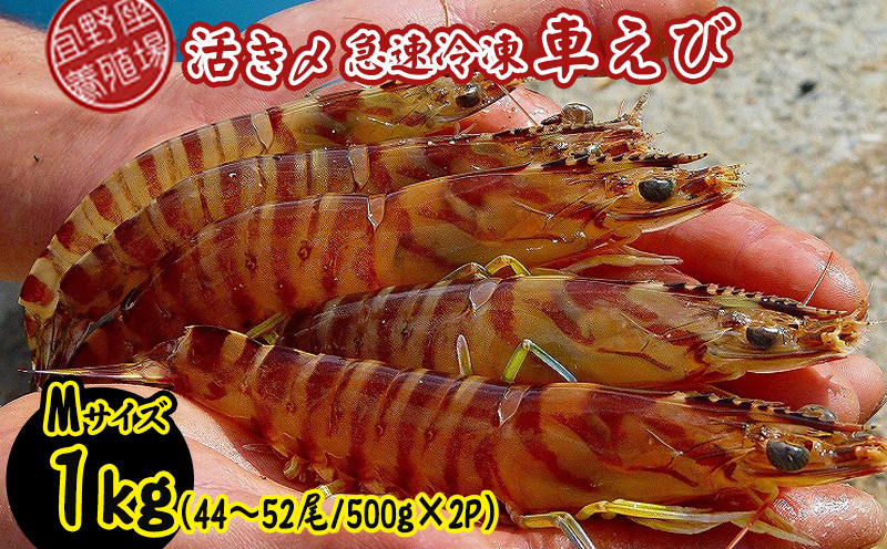 
                  【養殖場から直送】活き〆急速冷凍車えび　Mサイズ　約1kg（44～52尾/500g×2P） 車海老 海鮮 魚介類 海産物 シーフード お取り寄せ 美味 料理 クルマエビ くるまえび 塩焼き フライ 天丼 お刺身 フリット 蝦 ゆで 送料無料 沖縄県産 たまや
                
