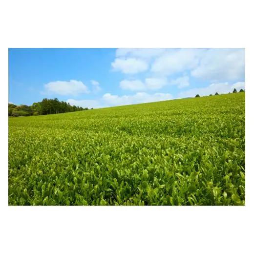 【黄綬褒章受章】有機 ほうじ茶 入り 健康茶 【茶の間】 お茶 茶葉 人気