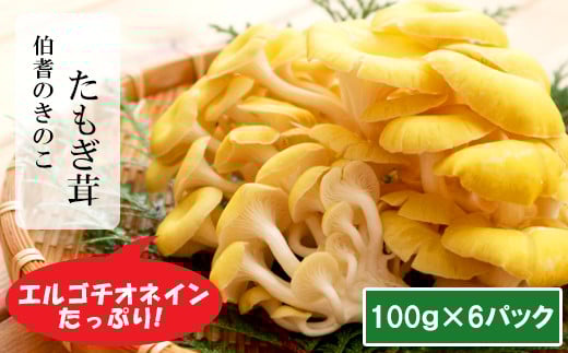 
            たもぎ茸 ６パック【きのこ たもぎ茸 キノコ セット 茸 詰め合わせ タモギ茸 たもぎたけ タモギタケ】
          