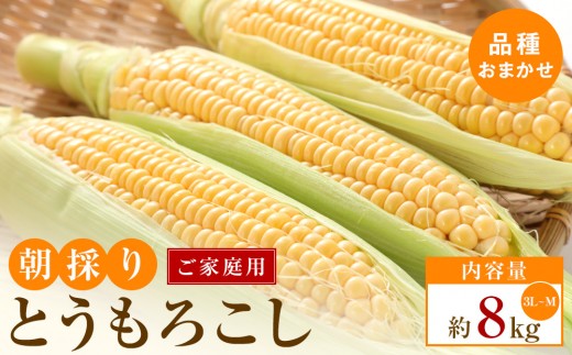 【5月31日までの期間限定価格!】ご家庭用　朝採りとうもろこし(品種おまかせ)約8kg