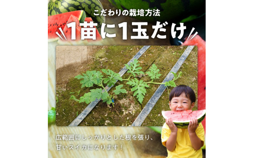 スイカ1玉(約7㎏級) N0195-YA2233_イメージ3