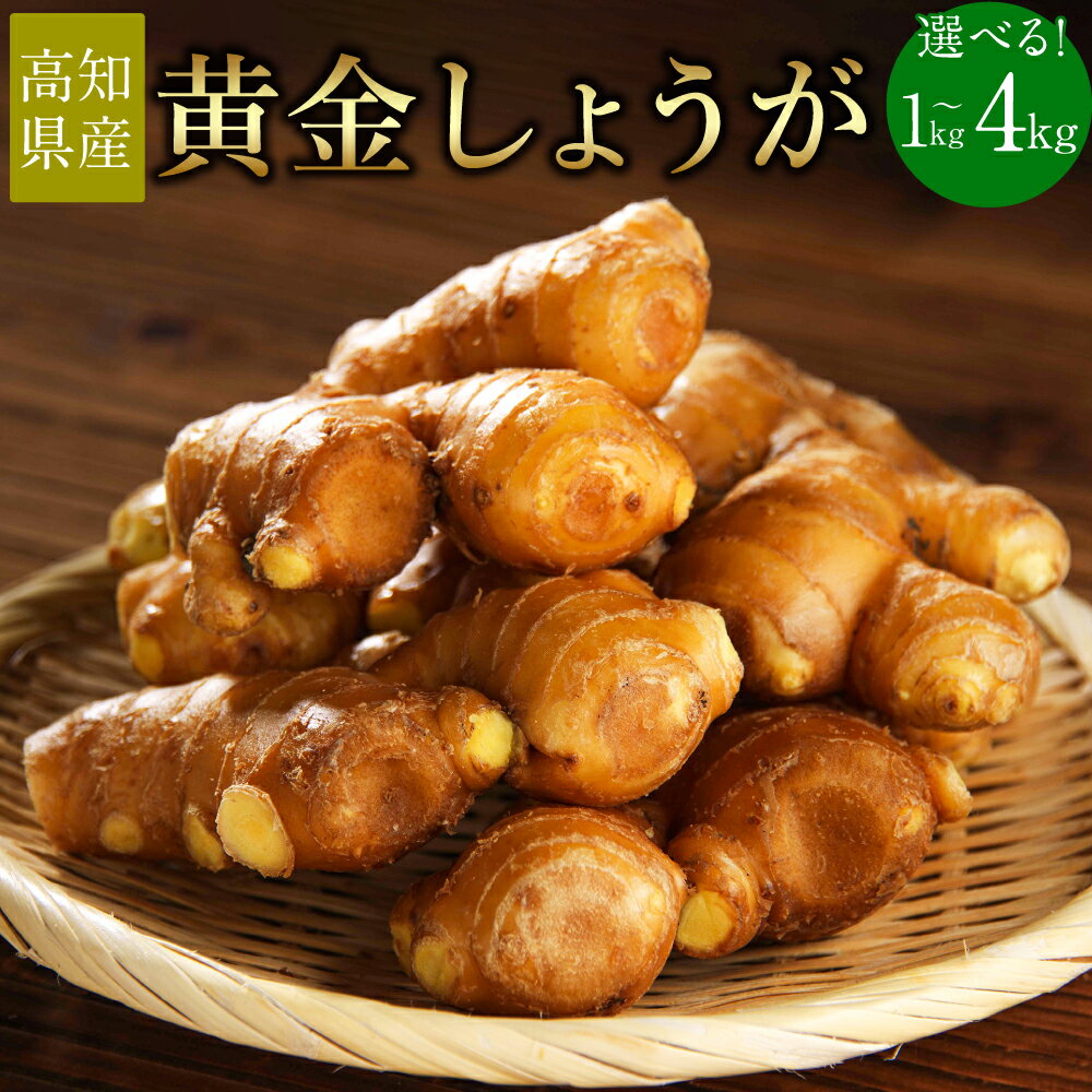 【ふるさと納税】＜選べる内容量＞【高知県産】黄金しょうが 約1kg・約2kg ショウガ 生姜 野菜 特産品 香美市 高知県 送料無料