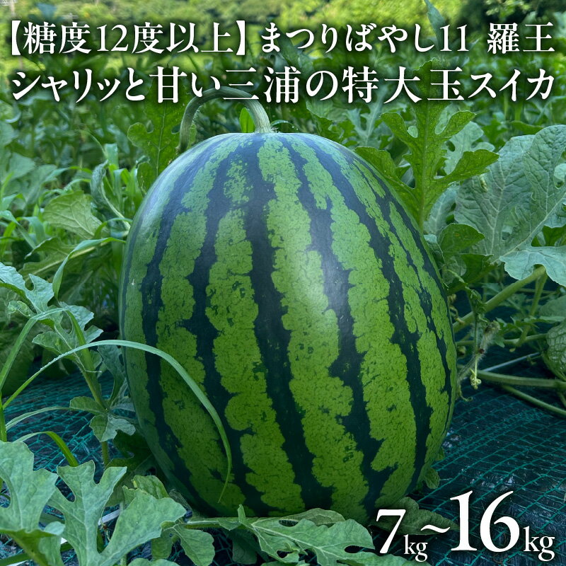 【ふるさと納税】＜選べる＞ 糖度12度以上 シャリッと甘い 三浦のスイカ まつりばやし11 羅王 7kg 〜 16kg 1玉 〜 2玉 大玉 すいか 西瓜 フルーツ 果物 果実 甘い 夏季 数量 期間 限定 国産 旬の果物 贈答 藤平農園 神奈川 三浦市 おすすめ ランキング プレゼント ギフト