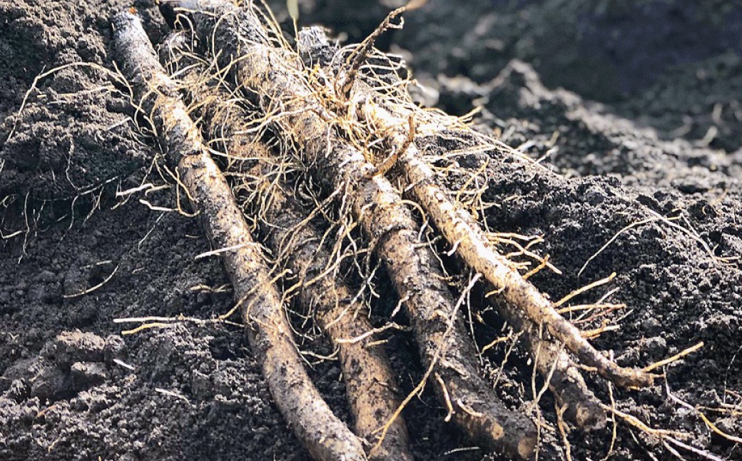 
            ごぼう 2kg×1箱  【2026年1月上旬～2月下旬迄発送予定】 牛蒡 ゴボウ 野菜 九州産 国産 熊本県 あさぎり町
          