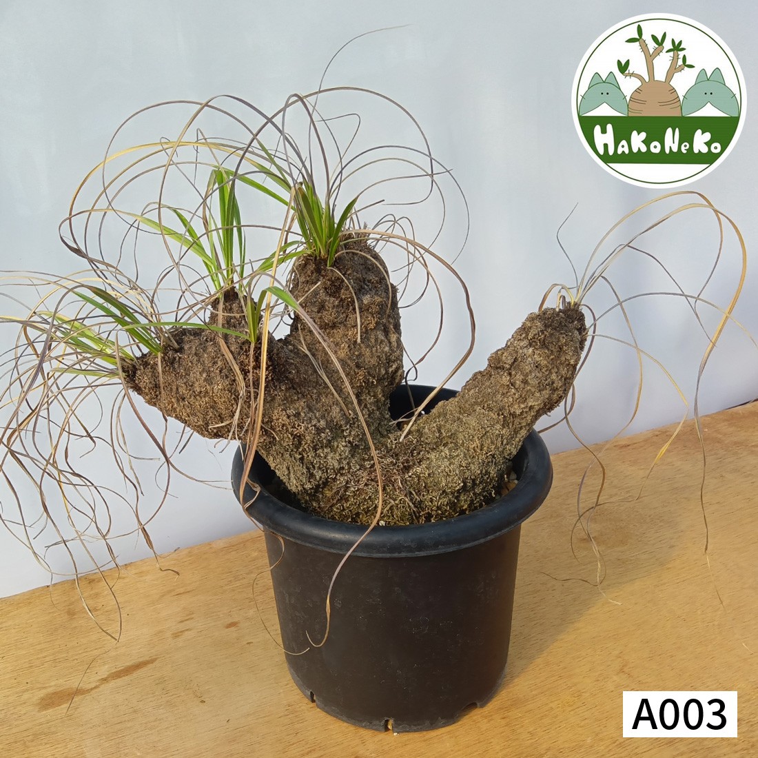 
            キセロフィタ トリコフィラ (発根管理済) A003｜観葉植物 コーデックス 盆栽 鉢植え インテリア ハコネコ [0684]
          