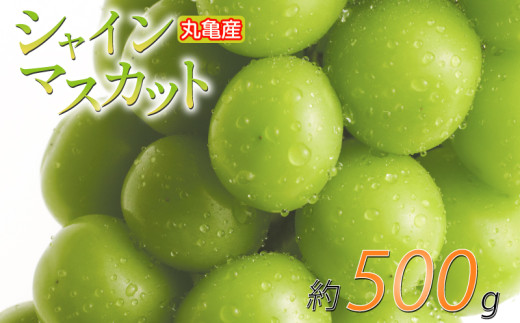 【先行予約】 パリッと甘い！ シャインマスカット 約500g 1房 冷蔵 マスカット ぶどう 葡萄 ブドウ フルーツ 果物 くだもの デザート 果実 美味しい 人気果物 人気フルーツ 旬のフルーツ 旬の果物 瀬戸内 果汁 フルーツ  デザート 果実 青果 甘い 季節 国産 ふるさと納税マスカット ふるさと納税ぶどう 香川県 丸亀市